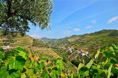 Portugal_Nordportugal_Weinberge bei Peso da Regua